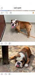 Lost Male Dog last seen Zircon dr and titanium dr, Statesville, NC 28625