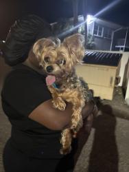 Found/Stray Female Dog last seen Spring lake apmts , St. Petersburg, FL 33712
