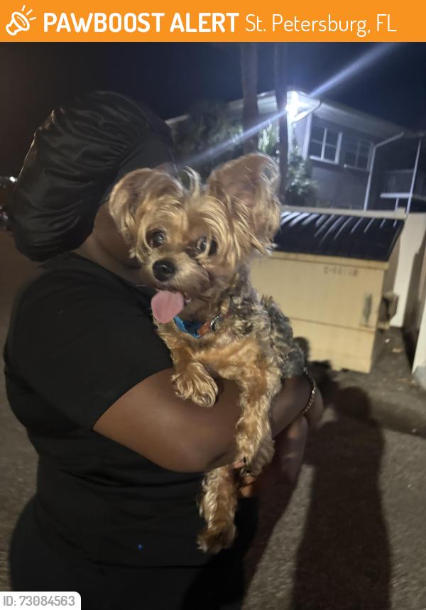 Found/Stray Female Dog last seen Spring lake apmts , St. Petersburg, FL 33712