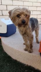 Reunited Male Dog last seen Spyglass Hill Dr & Rungsted St, Sunrise Manor, NV 89142, USA, Sunrise Manor, NV 89142
