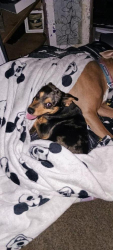 Lost Male Dog last seen 92nd Pecos st behind family dollar 90th Tejon st, Federal Heights, CO 80260