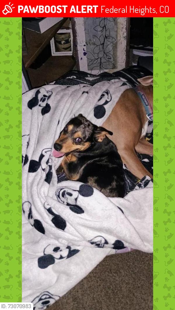Lost Male Dog last seen 92nd Pecos st behind family dollar 90th Tejon st, Federal Heights, CO 80260