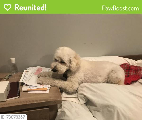 Reunited Male Dog last seen Marmora and Wellington, Chicago, IL 60634