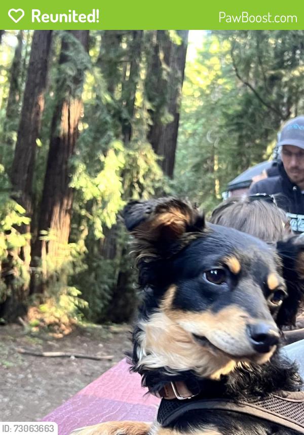 Reunited Female Dog last seen Yvonne Dr, Morgan Hill, CA 95037, USA, Morgan Hill, CA 95037