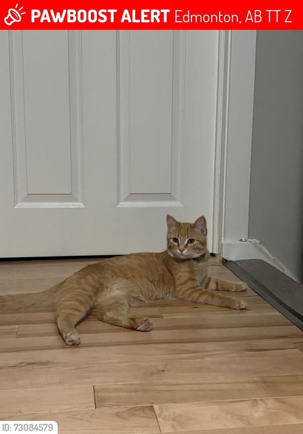 Lost Female Cat last seen Apeldoorn st and arras ave, Edmonton, AB T8T 1Z1