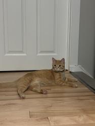 Lost Female Cat last seen Apeldoorn st and arras ave, Edmonton, AB T8T 1Z1
