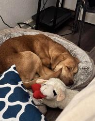 Reunited Male Dog last seen MyEyeDr. On HWY 31 In Hoover, AL, Birmingham, AL 35216