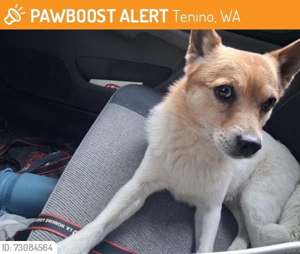 Found/Stray Male Dog last seen Maytown REST Area, Tenino, WA 98589