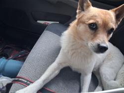 Found/Stray Male Dog last seen Maytown REST Area, Tenino, WA 98589