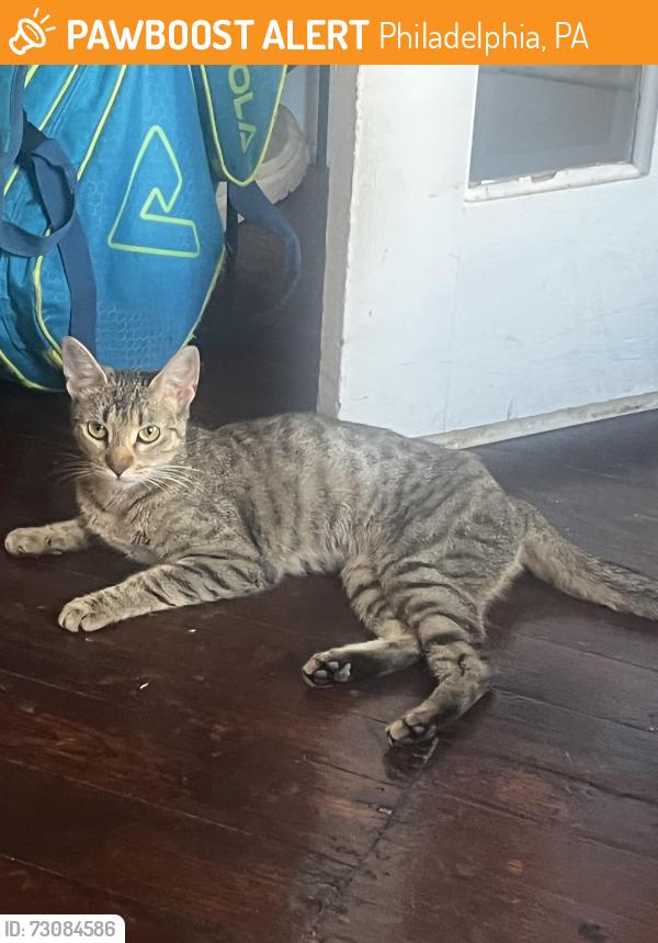 Found/Stray Unknown Cat last seen 2nd & Berks, Philadelphia, PA 19122