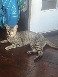 Found/Stray Unknown Cat last seen 2nd & Berks, Philadelphia, PA 19122