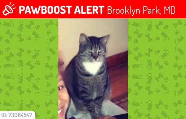 Lost Male Cat last seen Alley 77 (5300 block) Patrick Henry Drive, Brooklyn Park, MD 21225