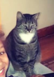 Lost Male Cat last seen Alley 77 (5300 block) Patrick Henry Drive, Brooklyn Park, MD 21225