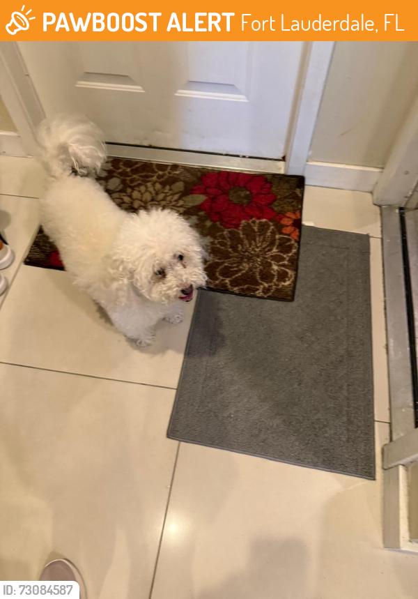 Found/Stray Male Dog last seen Ravenswood Rd by The Parts hse, Fort Lauderdale, FL 33312