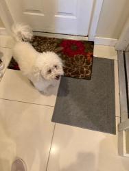 Found/Stray Male Dog last seen Ravenswood Rd by The Parts hse, Fort Lauderdale, FL 33312