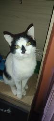 Lost Male Cat last seen Rua capitão ribeiro de Camargo número 80, Vila Nova Curuca, SP 08431-450