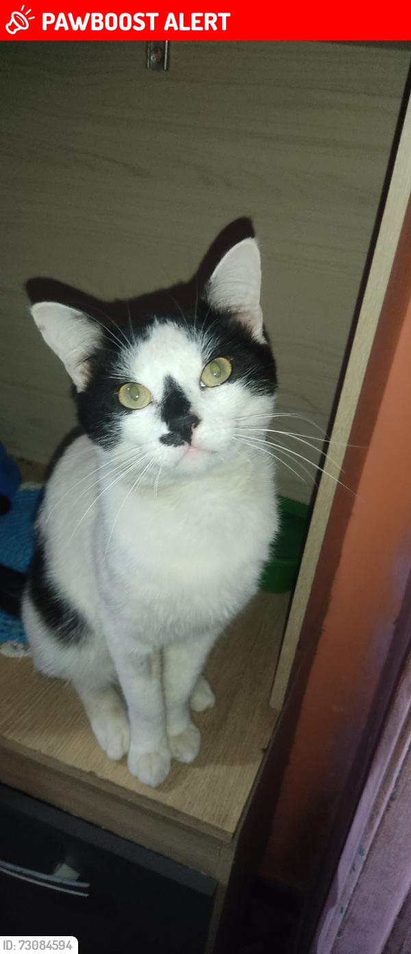 Lost Male Cat last seen Rua capitão ribeiro de Camargo número 80, Vila Nova Curuca, SP 08431-450