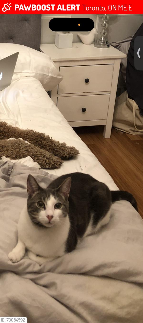 Lost Male Cat last seen Kingston road and Scarborough Golf Club rd, Toronto, ON M1E 1E4