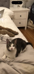 Lost Male Cat last seen Kingston road and Scarborough Golf Club rd, Toronto, ON M1E 1E4