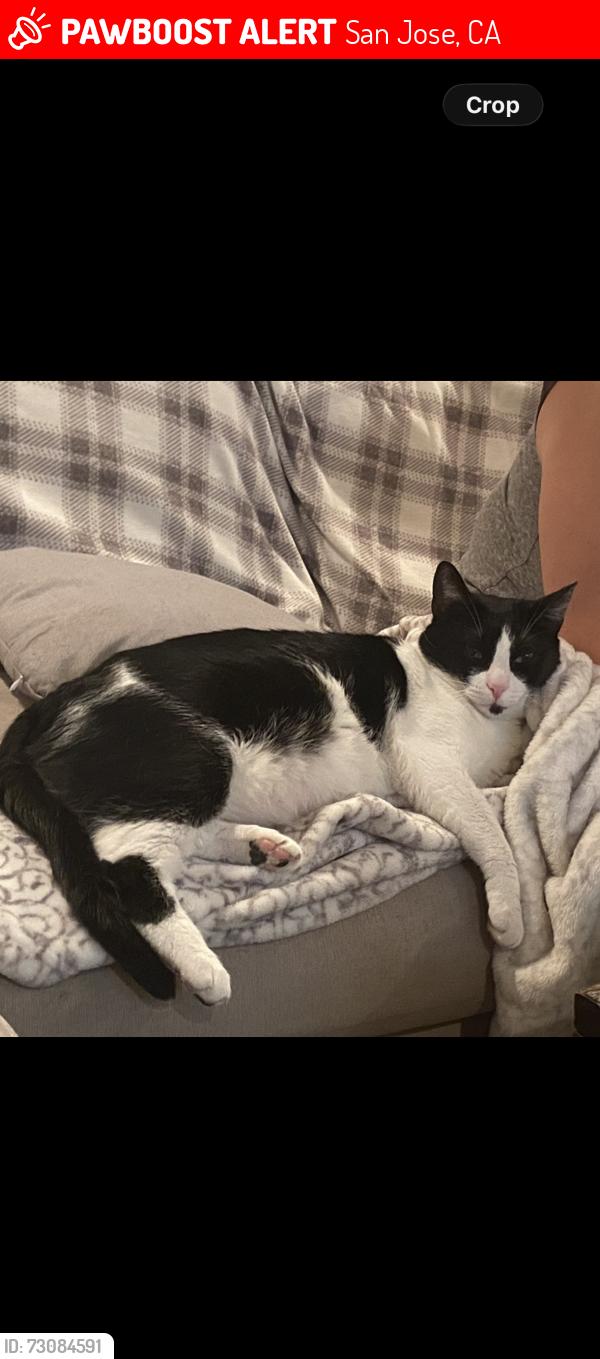 Lost Female Cat last seen At home, San Jose, CA 95118
