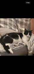 Lost Female Cat last seen At home, San Jose, CA 95118