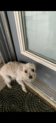 Reunited Female Dog last seen Granbury and westrock, Fort Worth, TX 76133