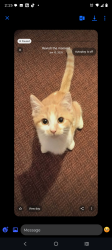 Lost Male Cat last seen LAST SEEN IN HARMONY ests MOBILE HOME PARK, South Charleston, OH 45368