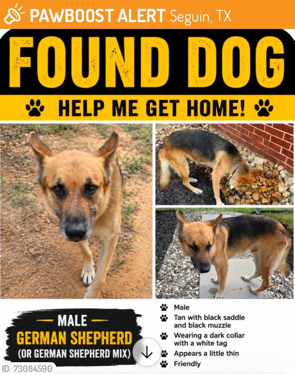 Found/Stray Male Dog last seen Mill Oak Ln & Gravel Pit Rd, Seguin, TX 78638