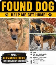 Found/Stray Male Dog last seen Mill Oak Ln & Gravel Pit Rd, Seguin, TX 78638