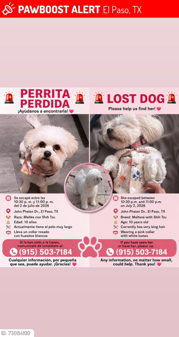Lost Female Dog last seen Near John Phelan Dr, by Americas High School, El Paso, TX 79936