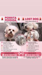 Lost Female Dog last seen Near John Phelan Dr, by Americas High School, El Paso, TX 79936