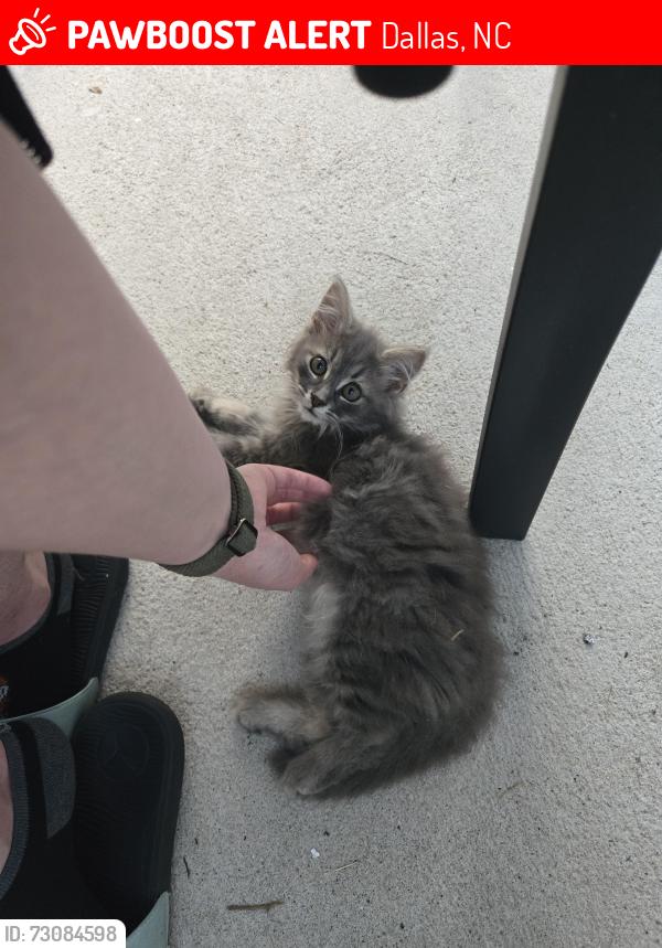 Lost Male Cat last seen maple and W lee st, Dallas, NC 28034