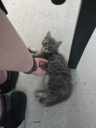 Lost Male Cat last seen maple and W lee st, Dallas, NC 28034