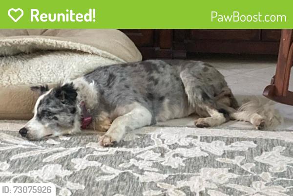 Reunited Female Dog last seen 65th St & 58th ave Winter Beach/Vero, Winter Beach, FL 32967