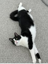 Reunited Female Cat last seen Shenden close, Kent, England TN13