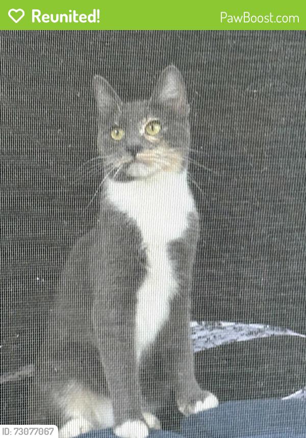Reunited Female Cat last seen Parkvista Circle , San Jose, CA 95136