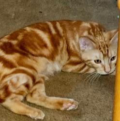 Lost Female Cat last seen Franklin and Emerald, Minneapolis, MN 55414