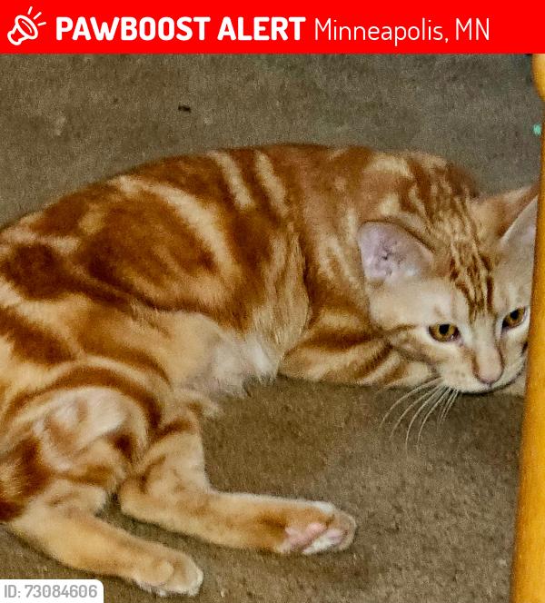 Lost Female Cat last seen Franklin and Emerald, Minneapolis, MN 55414