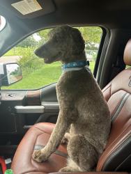 Lost Male Dog last seen Highway 292 and cornfield rd. Inman, Inman, SC 29349