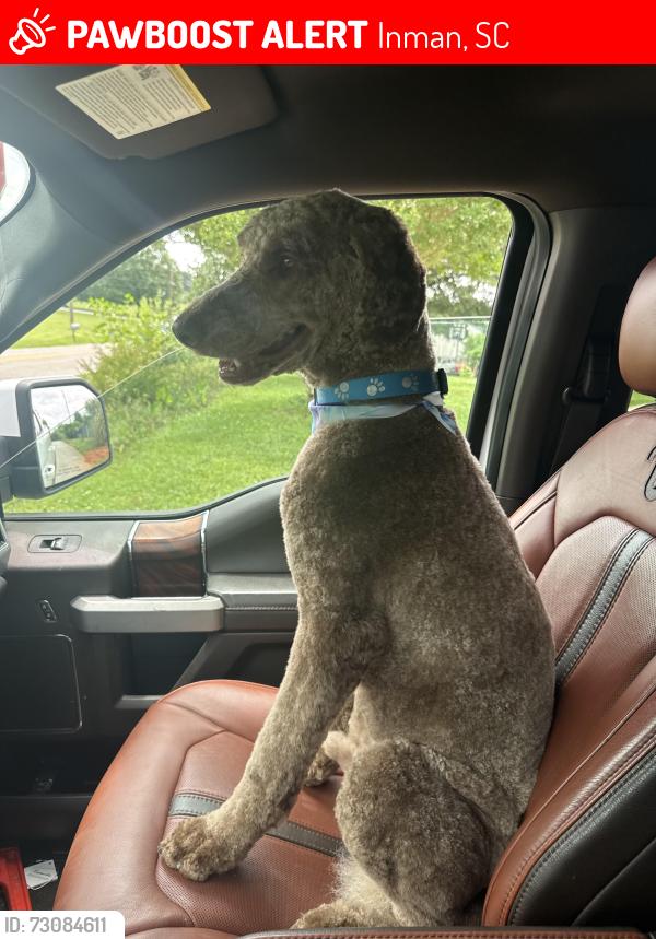 Lost Male Dog last seen Highway 292 and cornfield rd. Inman, Inman, SC 29349