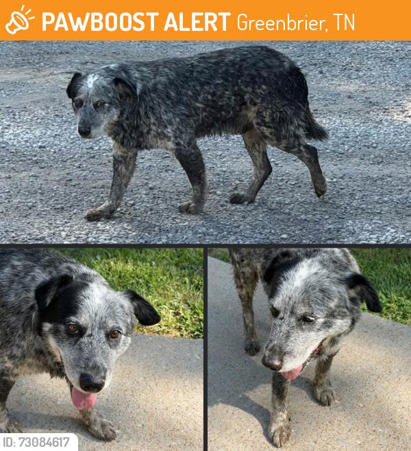 Found/Stray Unknown Dog last seen Betts Rd, Greenbrier, TN 37073