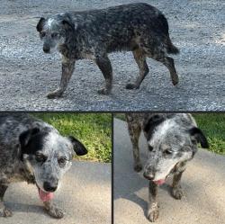 Found/Stray Unknown Dog last seen Betts Rd, Greenbrier, TN 37073