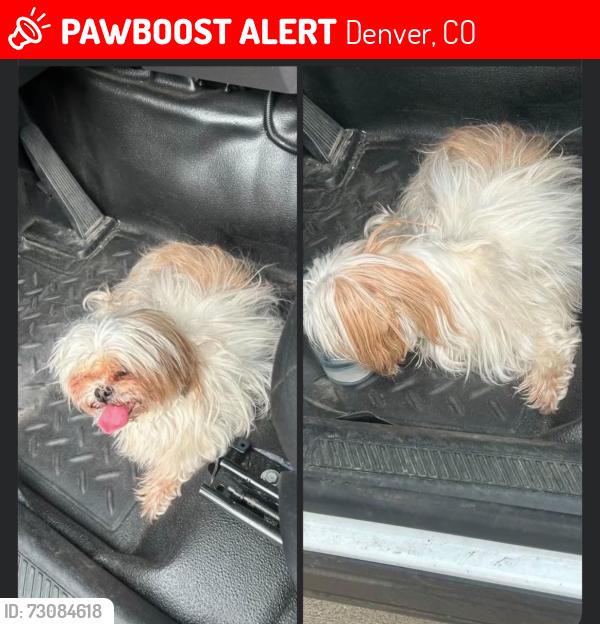 Lost Female Dog last seen Old castro school, Denver, CO 80219
