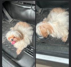 Lost Female Dog last seen Old castro school, Denver, CO 80219