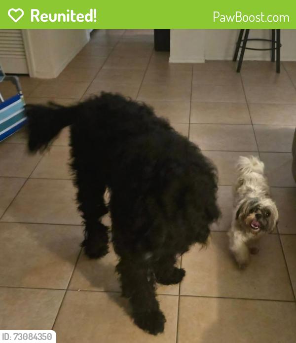 Reunited Male Dog last seen Keene and Union, Dunedin, FL 34698