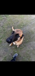 Lost Male Dog last seen Pleasant Valley and Holland Rd, Menifee, CA 92584