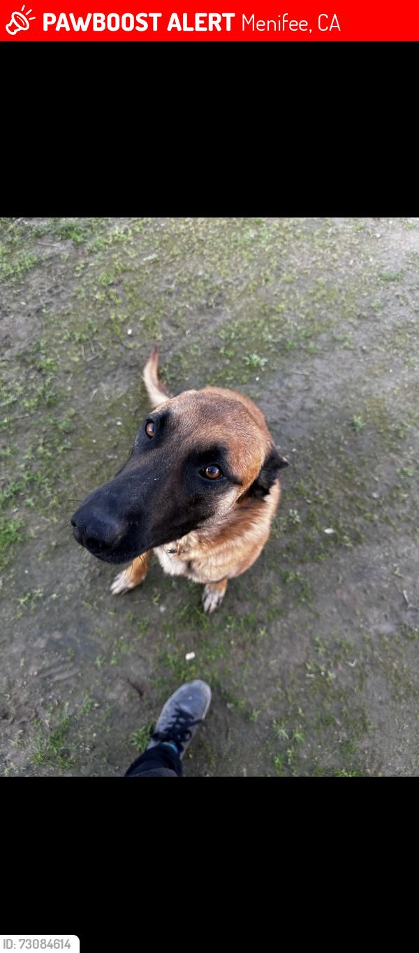 Lost Male Dog last seen Pleasant Valley and Holland Rd, Menifee, CA 92584