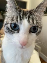 Lost Female Cat last seen Near Block of n 33rd st Tacoma, Tacoma, WA 98407