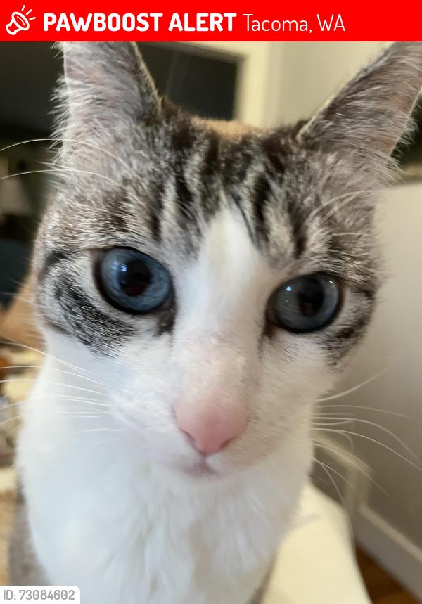 Lost Female Cat last seen Near Block of n 33rd st Tacoma, Tacoma, WA 98407