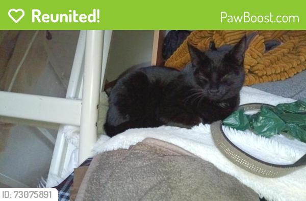 Reunited Female Cat last seen Lordship lane est /over hill rd /melford rd, Greater London, England SE22 8PA
